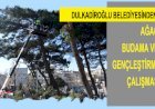 DULKADİROĞLU’NDAN AĞAÇ BUDAMA VE GENÇLEŞTİRME ÇALIŞMASI