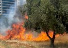 Zeytinlik alanda yangın paniği