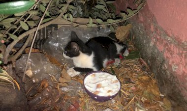 Büyükşehir’den Can Dosta Şefkat Eli