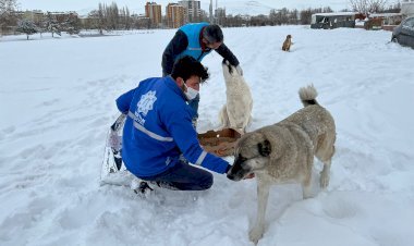 Sokak Hayvanları İçin Yem Ve Mama Bırakıldı