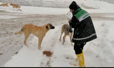 Büyükşehir’den Sokak Hayvanları İçin 1 Ton Mama