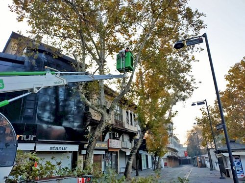 Ağaçlar Bakıma Alındı